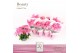 Euphorbia pul. princettia hot pink 5+ Bloem, DolcAmore® 