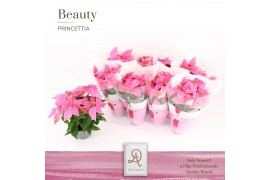 Euphorbia pul. princettia hot pink 5+ Bloem, DolcAmore®