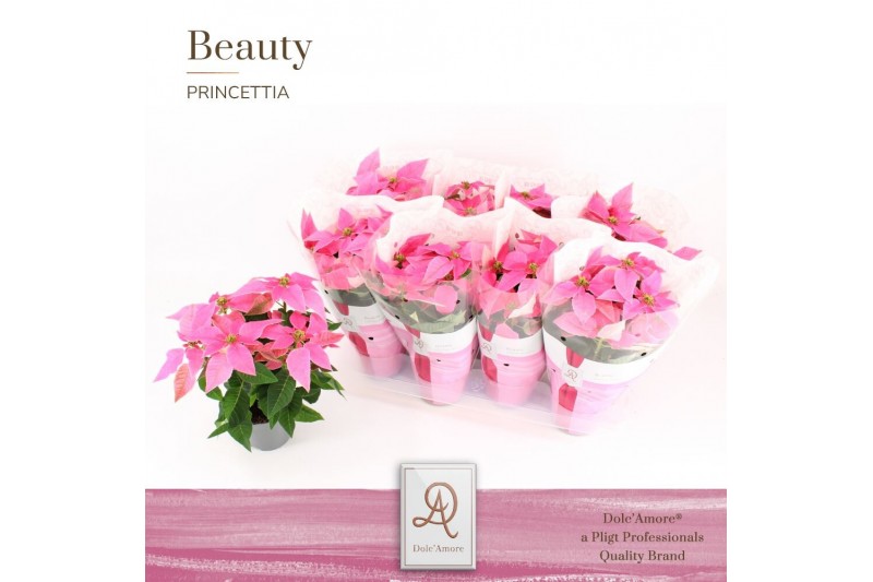 Euphorbia pul. princettia hot pink 5+ Bloem, DolcAmore® Euphorbia pul. princettia hot pink 5+ Bloem, DolcAmore®