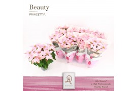 Euphorbia pul. princettia pink 5+ Bloem, DolcAmore®