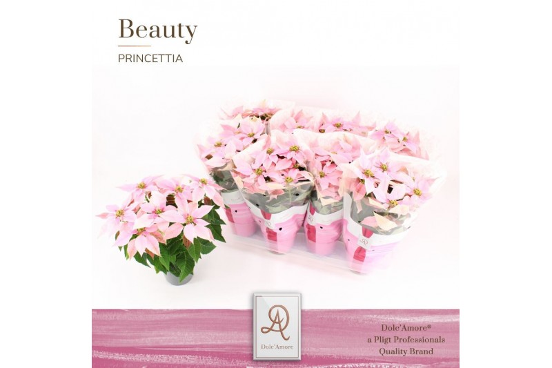 Euphorbia pul. princettia pink 5+ Bloem, DolcAmore® Euphorbia pul. princettia pink 5+ Bloem, DolcAmore®