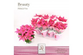 Euphorbia pul. princettia dark pink 5+ Bloem, DolcAmore®
