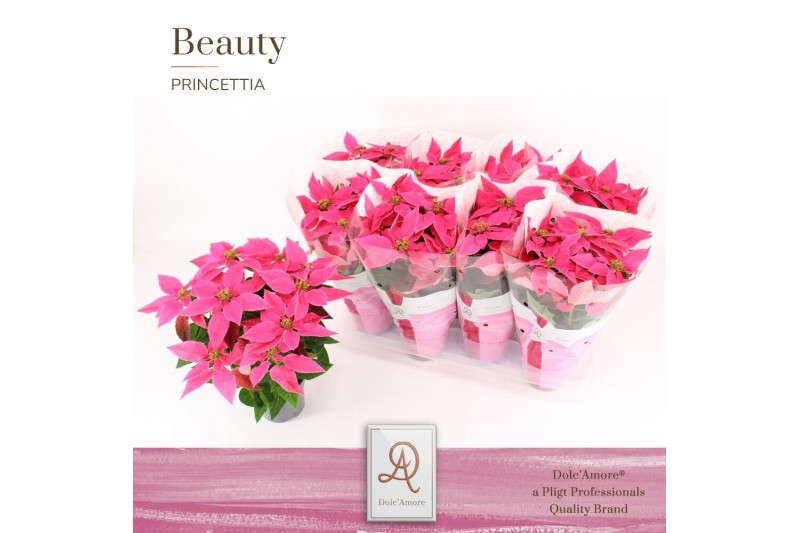 Euphorbia pul. princettia dark pink 5+ Bloem, DolcAmore® Euphorbia pul. princettia dark pink 5+ Bloem, DolcAmore®