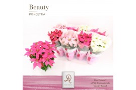Euphorbia pul. princettia mix 5+ Bloem, DolcAmore®