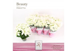Euphorbia pul. princettia pure white 5+ Bloem, DolcAmore®