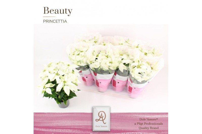 Euphorbia pul. princettia pure white 5+ Bloem, DolcAmore® Euphorbia pul. princettia pure white 5+ Bloem, DolcAmore®
