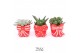 Succulenten TRULY Succulent, Bow 1 pp 