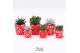 Succulenten TRULY Succulent, Bow 1 pp 