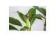 Plumeria alba Plumeria Hawaiian Mix 2/3 vertakt,1 bl.,1 tak/plnt,roze  