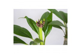 Plumeria alba Plumeria Hawaiian Mix 2/3 vertakt,1 bl.,1 tak/plnt,roze 
