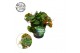 Begonia blad kingiana 