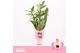 Dendrobium nobile sunny eyes 3-spike 65+ cm Orchid Collection Potcover 