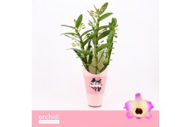 Dendrobium nobile sunny eyes 3-spike 65+ cm Orchid Collection Potcover
