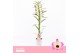 Dendrobium nobile sunny eyes 1-spike 65+ cm Orchid Collection 24 bl. 