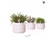 Rhipsalis mix Kolibri Greens Rhipsalis mix in Maze pot white 1 pp 