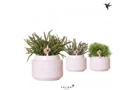 Rhipsalis mix Kolibri Greens Rhipsalis mix in Maze pot white 1 pp