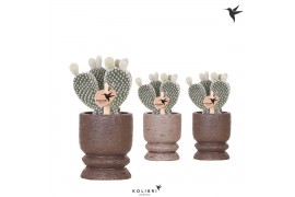 Opuntia microdasys albispina Kolibri Greens Opuntia white in Vintage p
