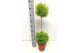 Cupressus macr. goldcrest wilma duobol 