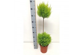 Cupressus macr. goldcrest wilma duobol