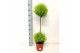 Cupressus macr. goldcrest wilma duobol 