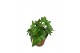 Hedera helix shamrock 7pp - 5-8cm Rank 