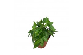 Hedera helix shamrock 7pp - 5-8cm Rank