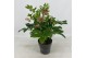Helleborus orientalis Single Bicolor 