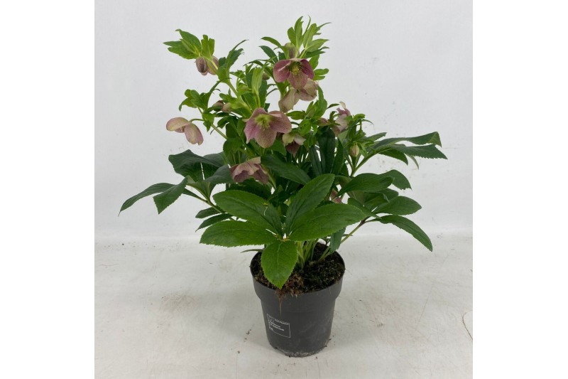 Helleborus orientalis Single Bicolor 