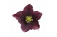 Helleborus orientalis Single Bicolor 