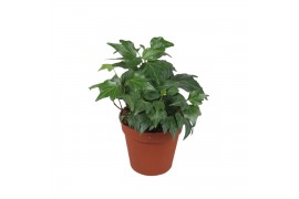 Hedera green ripple helix 7pp - 10-15cm Rank