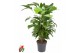 Caryota mitis 