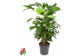Caryota mitis