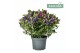 Hebe addenda gemengd in pot Hebe Addenda® Donna® Duo Groen P19 