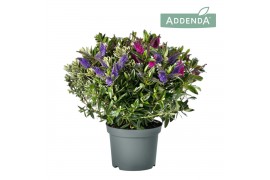 Hebe addenda gemengd in pot Hebe Addenda® Donna® Duo Groen P19