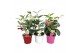 Mandevilla rio mix Dipladenia 
