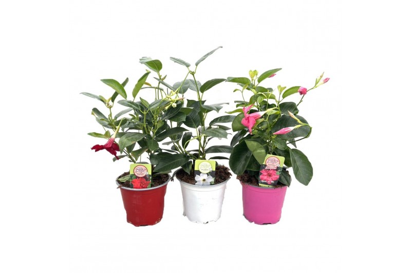 Mandevilla rio mix Dipladenia 
