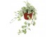 Hedera helix mint kolibri 9pp - 30-35cm Rank 