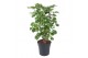 Polycias scutellaria balfourii 