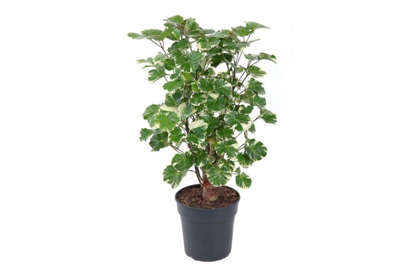 Polycias scutellaria balfourii 