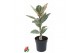 Ficus elastica tineke 