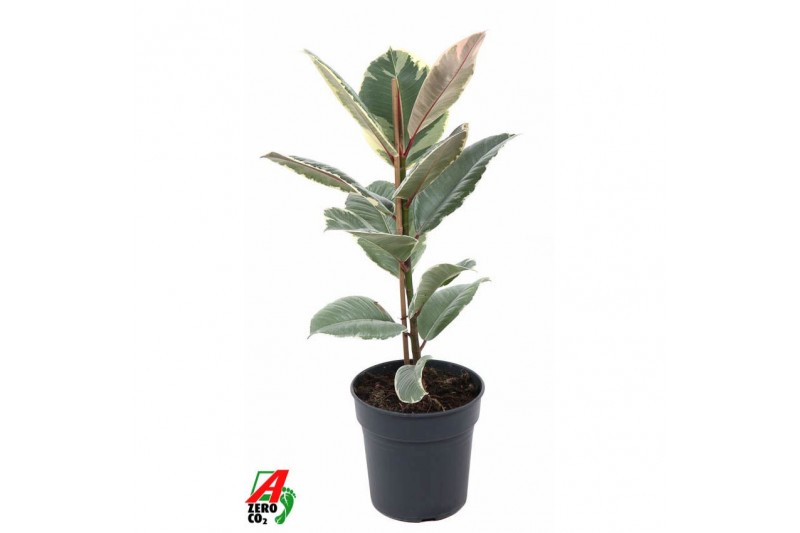 Ficus elastica tineke 