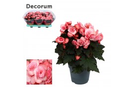 Begonia elatior du. move 2 joy pink decorum