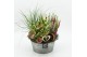 Arrangementen tuinplanten AHCR-2511 Allerheiligen 3 pp 