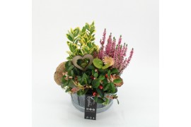 Arrangementen tuinplanten AHCR-2509 Allerheiligen 3 pp
