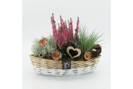 Arrangementen tuinplanten AHCR-2505 Allerheiligen 3 pp