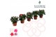 Rhododendron simsii mix baby flandresse 