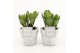Crassula ovata in stone look pot 