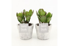 Crassula ovata in stone look pot