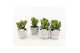 Crassula ovata in stone look pot 