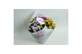 Chrysanthemum ind. elle fleur Rossi Elle Fleur Quattroplant 5 pp